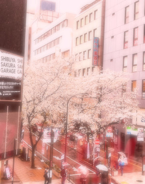 都会のど真ん中に咲く雨桜
