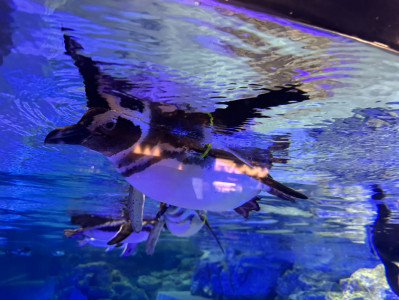 【口コミvol.16】【水族館デート】