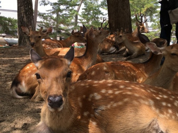 ユウキの関西都道府県紹介（奈良編）