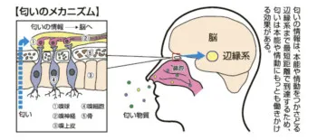 匂いは大切