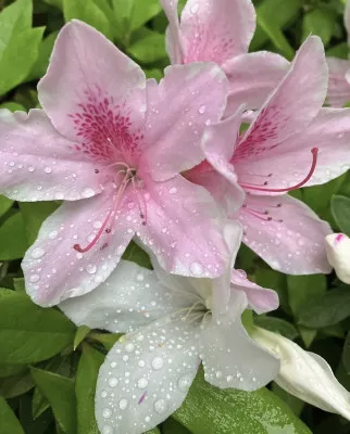 雨です