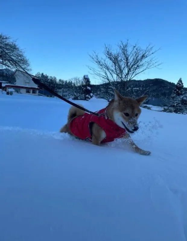 砕氷犬