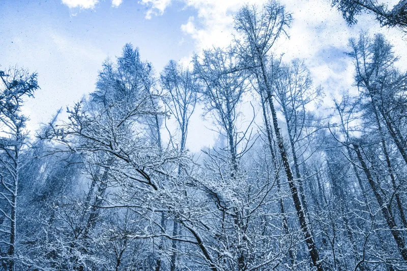 雪が降れば…