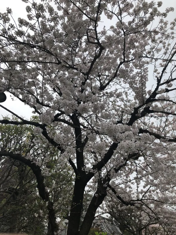 今年もやってまいりました  タンガシンです