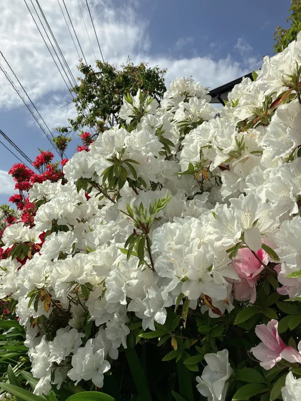 非常にいい天気