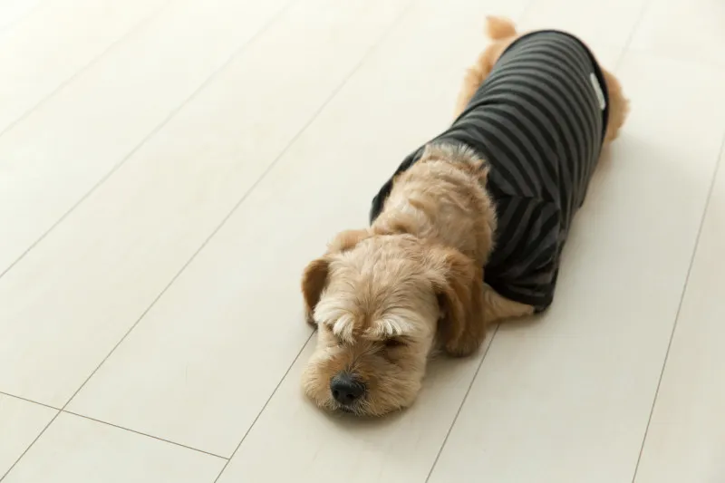 ソーシャル犬が苦しんでる