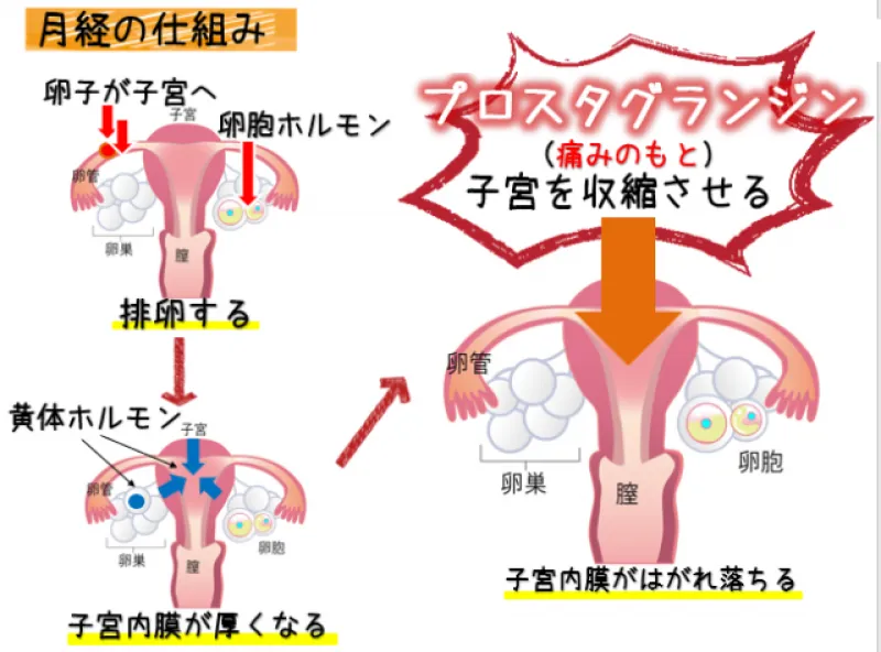 生理痛って絶対つらい  タンガシンです