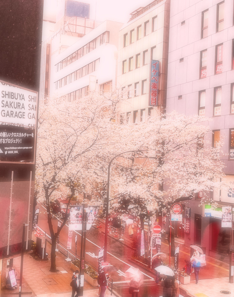 お花見にはお酒