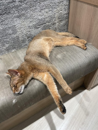 猫って、、、。