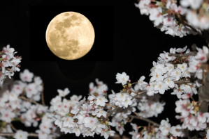 「『月が綺麗ですね』の秘密、知ってる？」