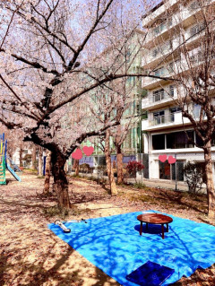 お花見日和?
