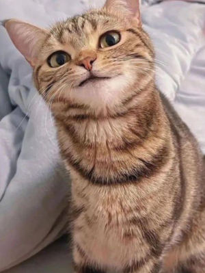 イケメン猫