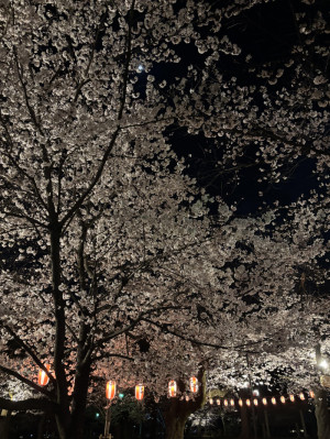 桜散る