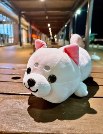 マロを収穫した場所