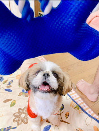 愛犬