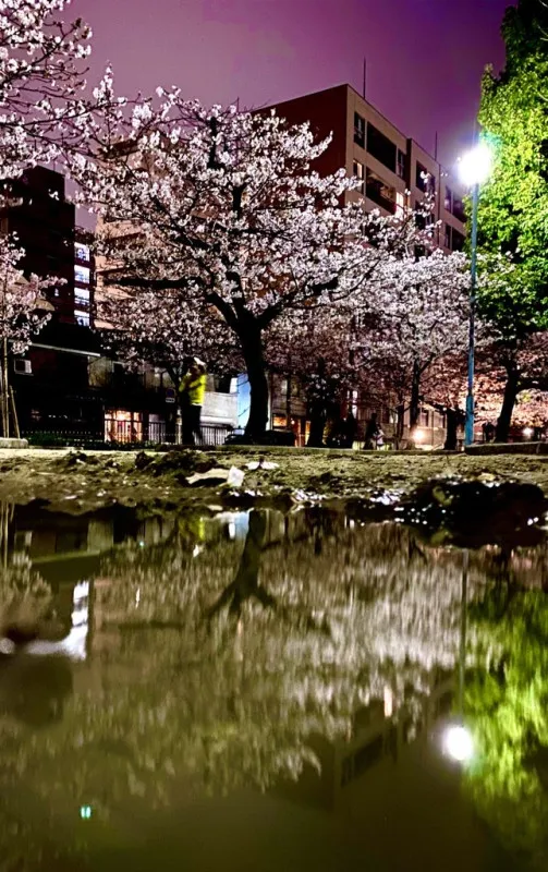 雨上がりの桜