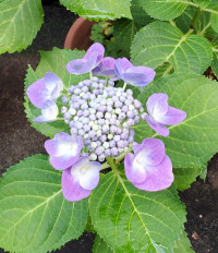 ありがとうございました?