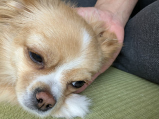 ツイキャス??