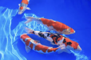 恋