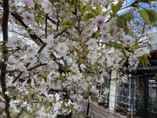 明日から桜祭り〜☆
