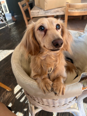 うちの愛犬