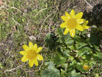 ?春の花?