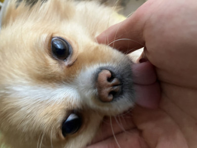 ツイキャス??