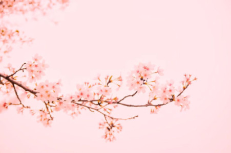 さくら