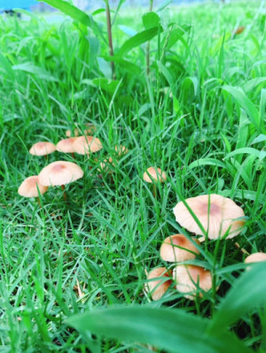 ニョキニョキ