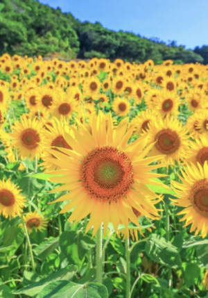 梅は〜咲い〜たか〜♪桜〜はまだかいな♪