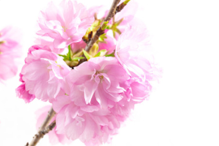 桜祭り、参加します！