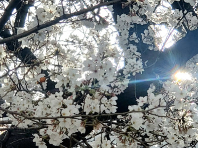 明日から新年度かな
