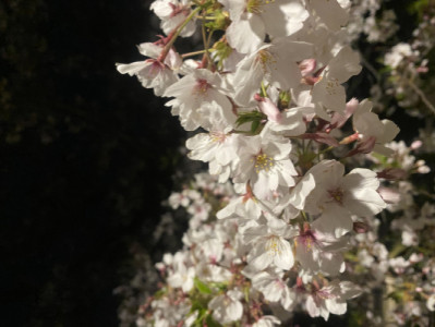 初めての夜桜