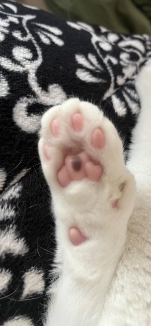 おすそわけ。