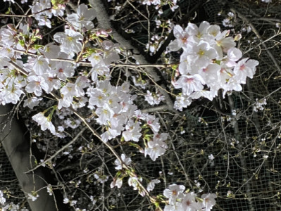 明日から新年度〜☆