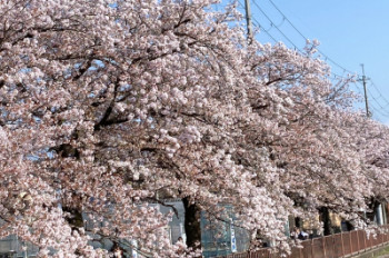 桜並木〜☆