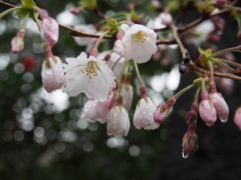 雨の日曜日??