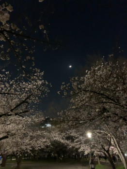 月?と桜?