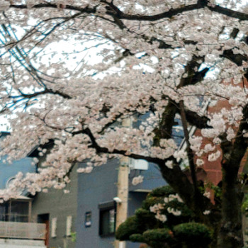 お花見日和