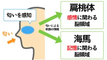 デリヘルニキ将大の商品概要　其の5