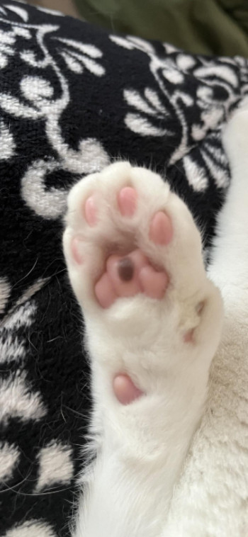 おすそわけ。