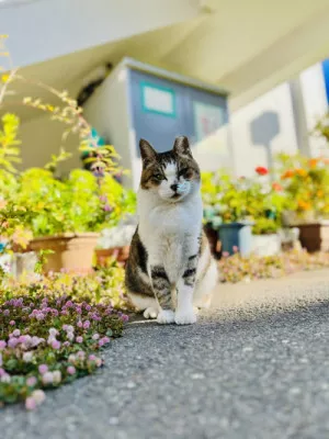 愛猫家←なんて読むか知ってますか？