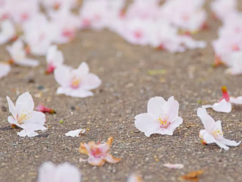 散る桜 咲く桜?