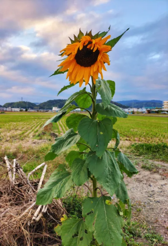 冷たい雨にも耐えた