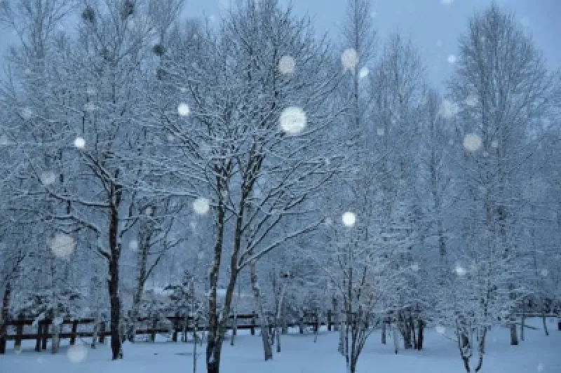 粉雪が寄り添う