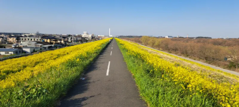 菜の花