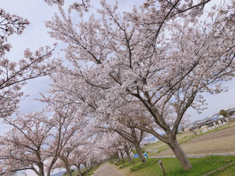 一瞬で桜がきて一瞬で桜がいなくなる?