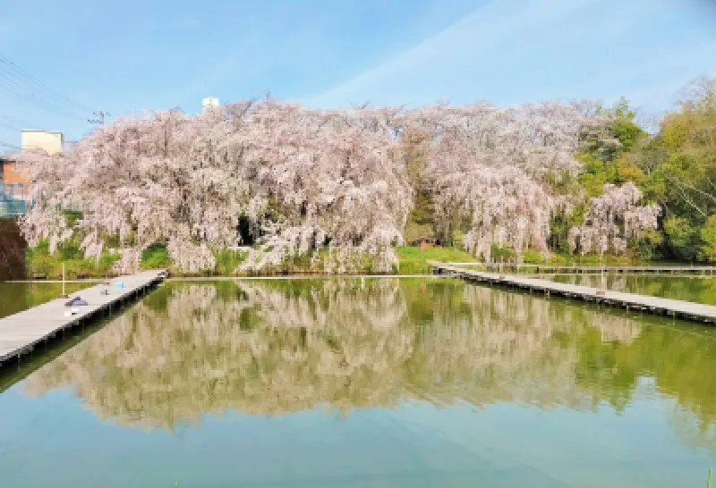 枝垂れ桜