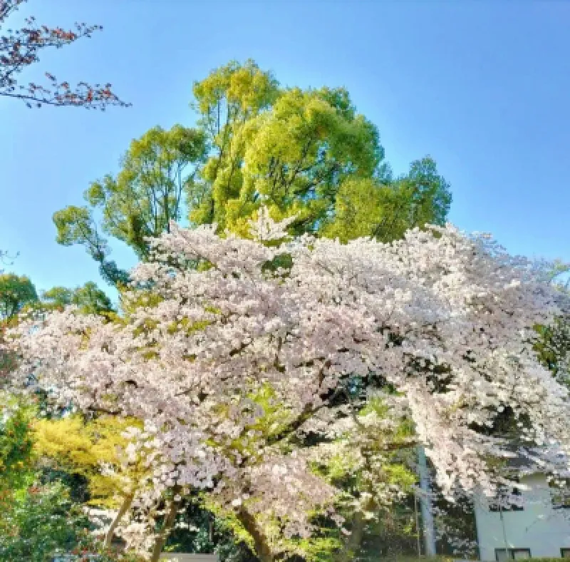 桜雨