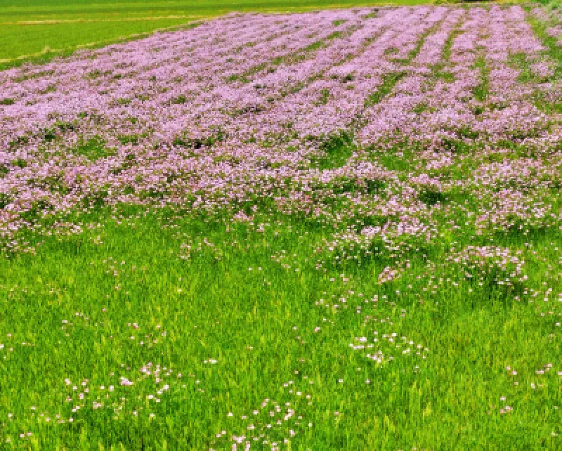 蓮華の花